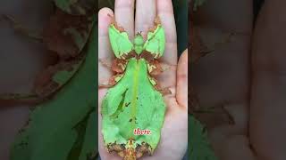 This leaflike creature is not actually a leaf wildlifenature animalskingdom leafinsect shorts [upl. by Isidro148]