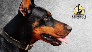 Doberman Pinscher Leash Training [upl. by Chevy186]