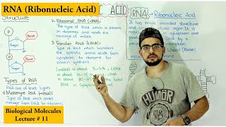 RNA Structure Functions and Types  A type of Nucleic Acid [upl. by Octavie340]