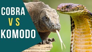 Dragão de Komodo vs Cobra [upl. by Onit]