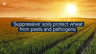 Soils that naturally suppress plant diseases can also protect against pests [upl. by Peedsaj]