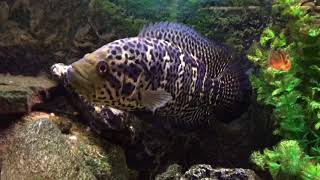 Very Mad Huge Jaguar Cichlid [upl. by Nnalyrehs]