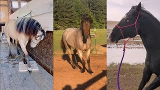 Incredible American Quarter horses and foals pt 4 [upl. by Zeeba]