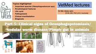 Nodular worm infectionOesophagostomiasis in sheep goat cattle pig Symptoms of nodular worm [upl. by Attinahs881]