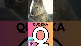 Q comme Quokka 🐻  Lanimal de lalphabet le plus heureux [upl. by Naujak]