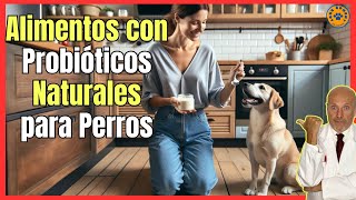 🔴 ¿QUÉ ALIMENTOS CONTIENEN PROBIÓTICOS NATURALES PARA PERROS 🔴 [upl. by Caro]