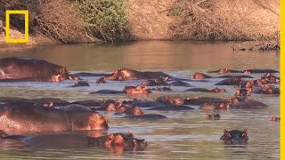 La bataille des hippopotames [upl. by Aileno]