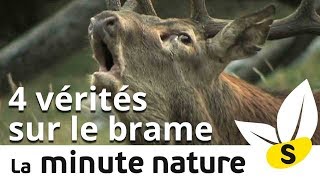 4 VÉRITÉS SUR LE BRAME DU CERF No 110 [upl. by Atsirk93]