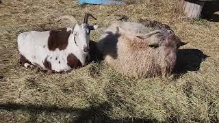 Ancient Guardians Farm Tibetan Mastiff Bella and aboriginal Tibetan Mastiff Jalus [upl. by Amein]