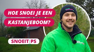 Hoe snoei je een kastanjeboom  SnoeiTips 26 [upl. by Naga294]