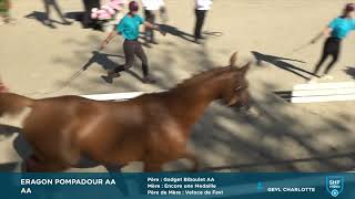 ERAGON POMPADOUR  CHAMPION DE FRANCE AA 2023  FRANCE ÉTALONS [upl. by Sibie]