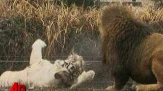 Raw Video Lions and Tigers Together [upl. by Wanids869]