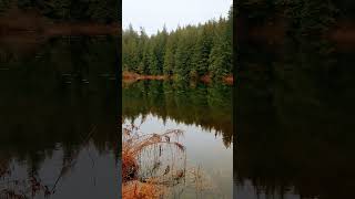 🍂🌲Mill Pond in Mission bc mirrorimage😍nature hiking park staw natura góry discover shorts [upl. by Bethanne]