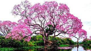 TOP 15 STUNNING and BEAUTIFUL Trees [upl. by Zetnahs]