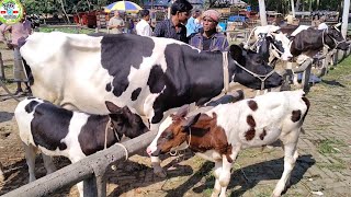 ঐতিহ্যবাহী আমবাড়ী হাটে ১০১৫২০ লিটার দুধের উন্নতজাতের হলিষ্ট্রিন ফ্রিজিয়ান গাভীর দাম জানুন [upl. by Allene]