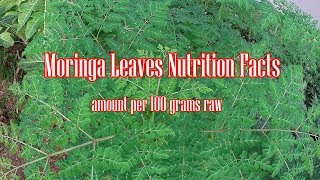 Moringa Oleifera Leaves Nutrition Facts [upl. by Pascha569]