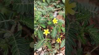 🌹¹☆•²◇¹ Gokhuru Puncturevine Tribulus terrestris in Caltrop Family Zygophyllaceae [upl. by Tirzah762]