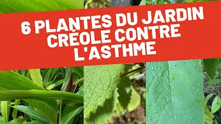 Les plantes médicinales du jardin créole pour soulager lasthme [upl. by Lazare]