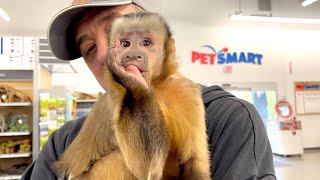 Capuchin Monkey Visits PetSmart [upl. by Niarb]