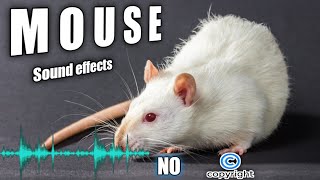 Cats mouse sounds mice noises and mouse sound effect without copyright [upl. by Plumbo403]