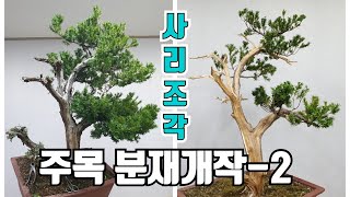 금현분재 주목 분재 개작2 사리조각 Taxus cuspidata Yew bonsai demo Part2 분재盆栽Bonsaicây cảnh [upl. by Arand]