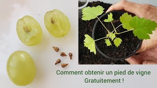 Comment obtenir un pied de vigne à partir de pépins [upl. by Nymrak]