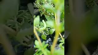 inch worm in the garden 5 minutes in the garden ASMR nature bugs [upl. by Ubana]