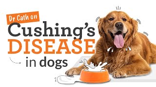 Cushings Disease in Dogs  Symptoms Risks amp Treatment [upl. by Gabbey]