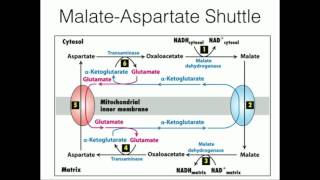 Glycerophosphate Shuttle Mitochondrial NADH Transport [upl. by Feerahs]