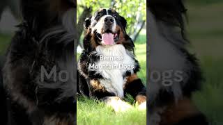 5 Family Friendly Large Dog Breeds [upl. by Ap]