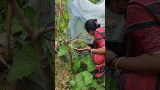 Azolla Farming by TRLM poshu Sakhi Smt Manti Paul Mallik shg amarpur motivation trlm women [upl. by Epps]