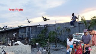 Released All The Pigeons In Open Air At Our New Farm  Sare Pigeons Ko Khula Asman Me Chor Diya [upl. by Itsrik]