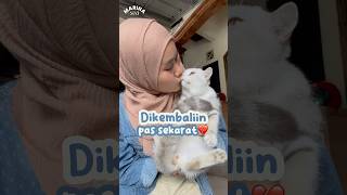 DIBALIKIN PAS SEKRAT DAN HAMPIR MTI kucingku MIZU💔🥺 marinasea kucing mizu [upl. by Warwick]