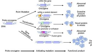 Examples of Cancers and their Oncogenes [upl. by Aronoff341]