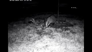 Moss Wildlife Watch Live Badger Watch [upl. by Cathyleen]