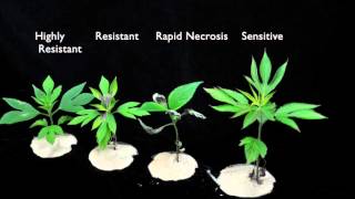 Glyphosate SOA 9 Sensitive vs Resistant Giant Ragweed 2 [upl. by Bradan870]