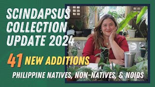 SCINDAPSUS  A Scindapsus Collection Update 41 New Ones Philippine Natives NonNatives and NOIDS [upl. by Marji]