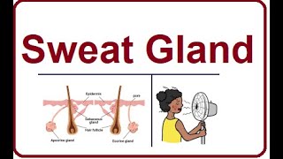 Sweat Glands  Structure and Functions  2024 [upl. by Ramgad]