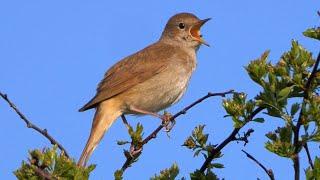 OISEAUX QUI CHANTENT 24 Oiseaux chanteurs Français [upl. by Suter]