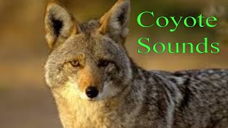 The Chilling Sounds of Coyote Howls at Night [upl. by Blackburn]