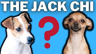 Jack Chi Jack Russell Terrier Chihuahua Mixed Breed Facts Chihuahua and Jack Russell Breed Info [upl. by Wickham]