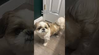 Hes shy puppies puppy puppers puppylife shihtzu benjithegoldie siblings pets cutedog [upl. by Horst]