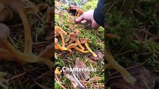 Chanterelles in Finland finland mushroom foraging fungi nature food autumn stressrelief [upl. by Emilee359]