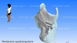 Le larynx 3  Ligaments et cordes vocales [upl. by Wildon]