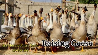 Goose Farming In Nigeria  Raising Geese  Geese Breeds  How Many Eggs Goose Lay  HUOYAN Goose [upl. by Carmena]