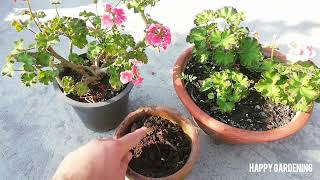 Successful Propagation of Geraniums HappyGardening garden geranium propagation plants [upl. by Cown6]