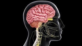 Physiology CNS  Motor  lecture 2  Reflexes amp TS of Sp Cd 1822018  DrNagi  Arabic [upl. by Pessa]