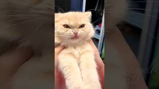 funny cats 🤣😹 shortcats shorts cute funny catlover [upl. by O'Shee]