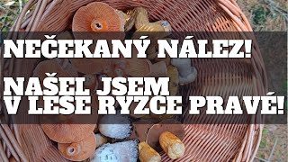 Nečekaný nález Našel jsem v lese ryzce pravé ryzec houby hledamhouby houbareni Ukážu se [upl. by Aititil]