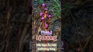 Ngắm Hoa Lệ Dương Viên ngọc ẩn giấu dưới bóng rừng  phần 2 NatureDiscovery [upl. by Negam]